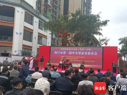 市民一上午拍走百余件盆景 海口精品盆景走进拍卖市场带动产业发展
